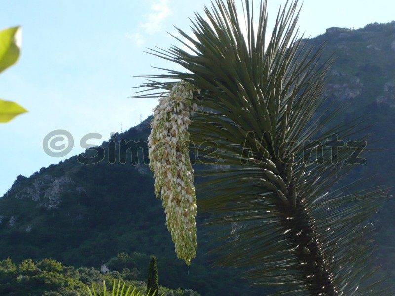 Images/Palme.jpg