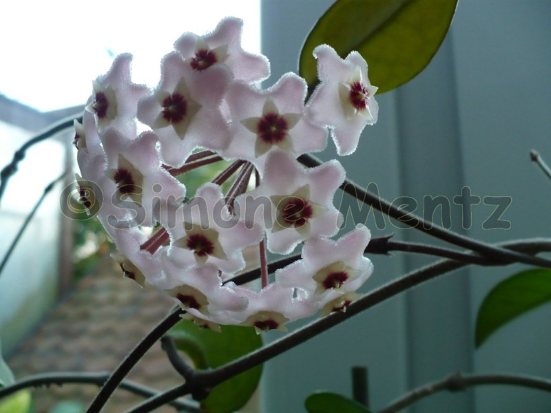 Images/Porzellanblume.jpg