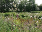 Bürgerpark